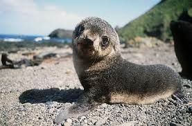 seal pup